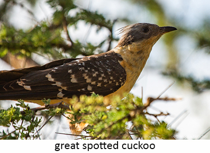 Great Spotted Cuckoo