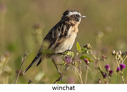 Whinchat