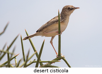 Desert Cistiola