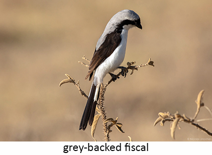 Grey-backed fiscal