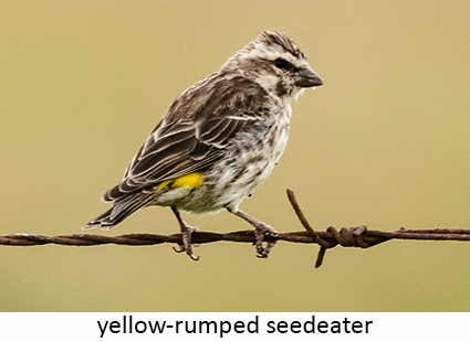 Yellow-rumped seedeater