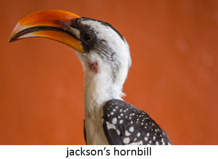 Jackson's hornbill