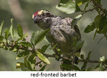 Red-fronted Barbet
