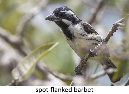 Spot-flanked Barbet