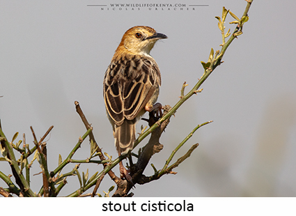 Stout Cisticola