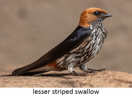 Lesser striped swallow