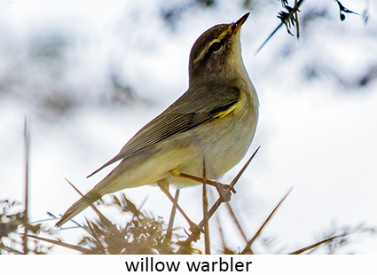 Willow warbler