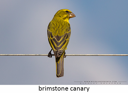Brimstone canary