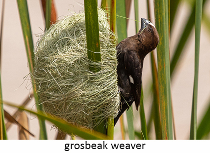 Grosbeak weaver