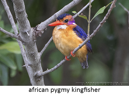 African pygmy Kingfisher