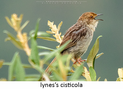 Lynes's Cisticola