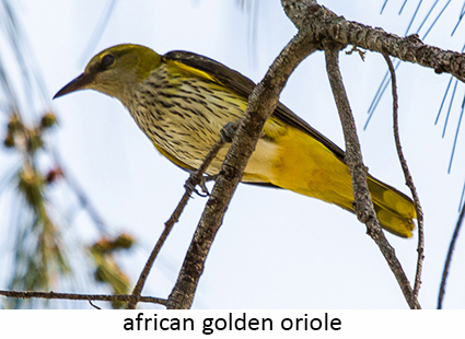 African golden oriole