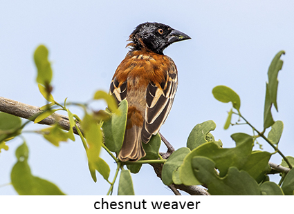 Chesnut Weaver