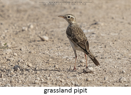 Grassland pipit