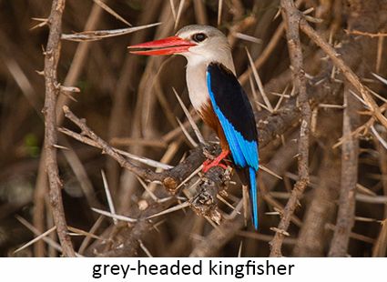 grey-headed kingfisher