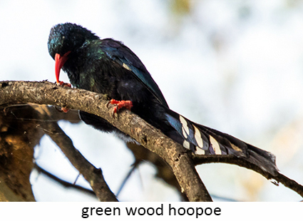 Green wood hoopoe