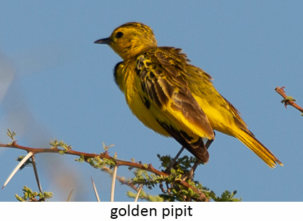 Golden pipit