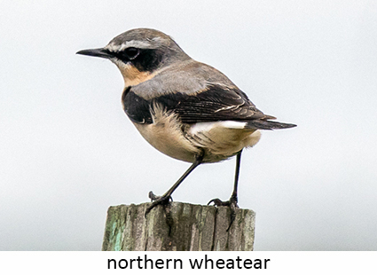 Northern wheatear