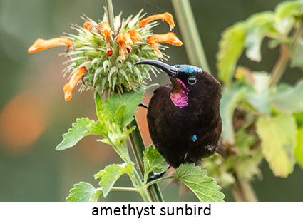 Amethyst sunbird