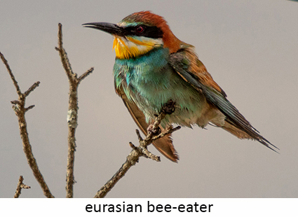 eurasian Bee-eater 