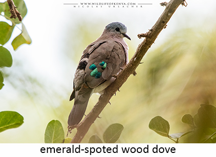 Emerald-spotted Wood Dove