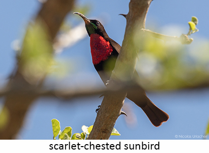Scarlet-chested sunbird