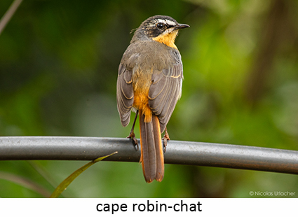 Cape robin-chat
