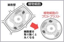 図1 細胞壁を酵素で取り除いた植物細胞=プロトプラスト。細胞壁を取り除くと丸くなる