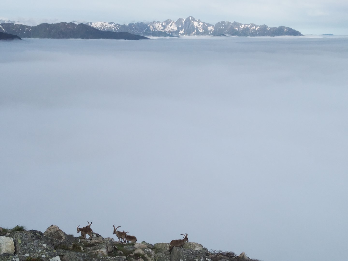 Les bouquetins, Le Valier et la mer de nuages!