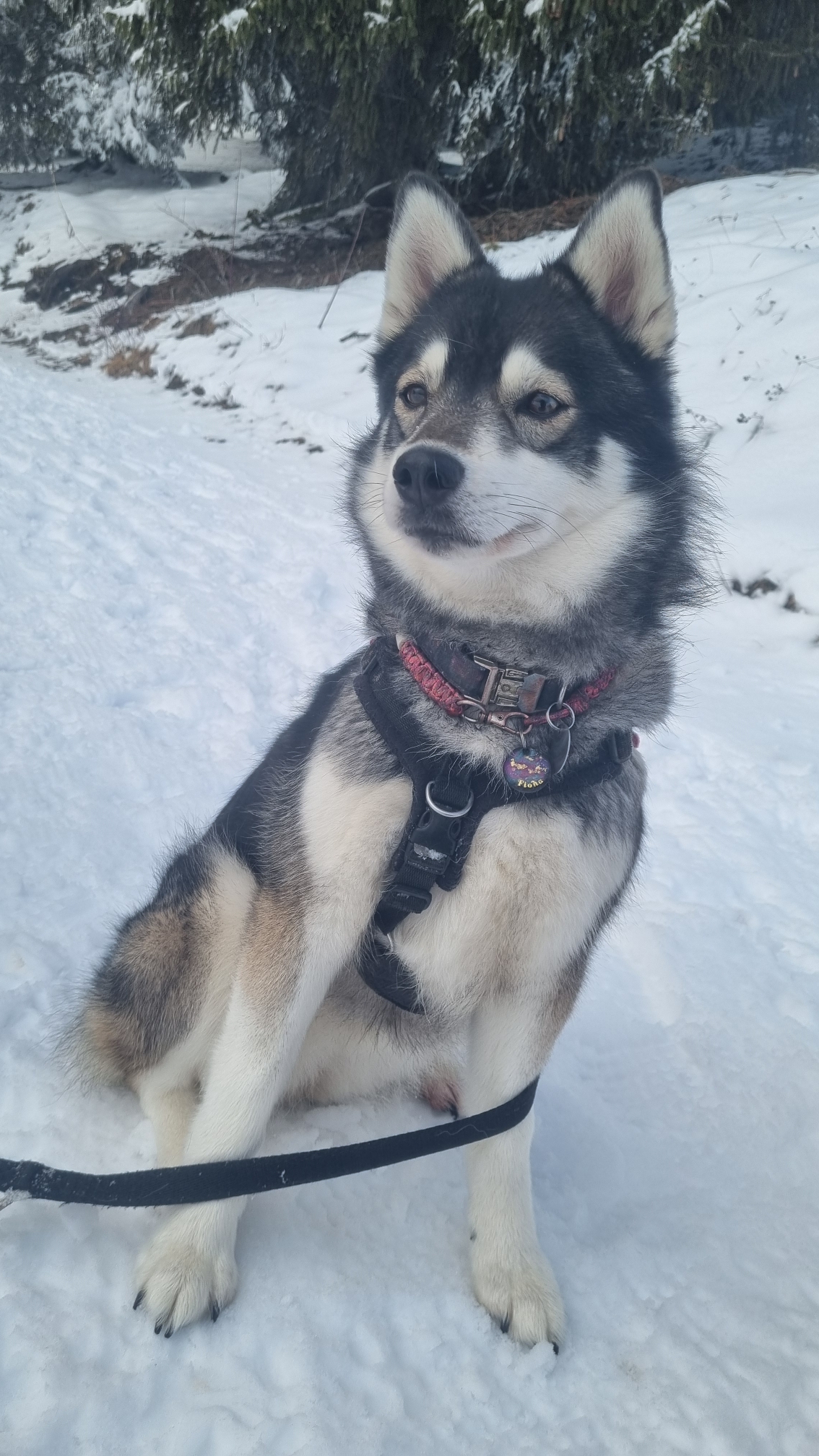 Fiona