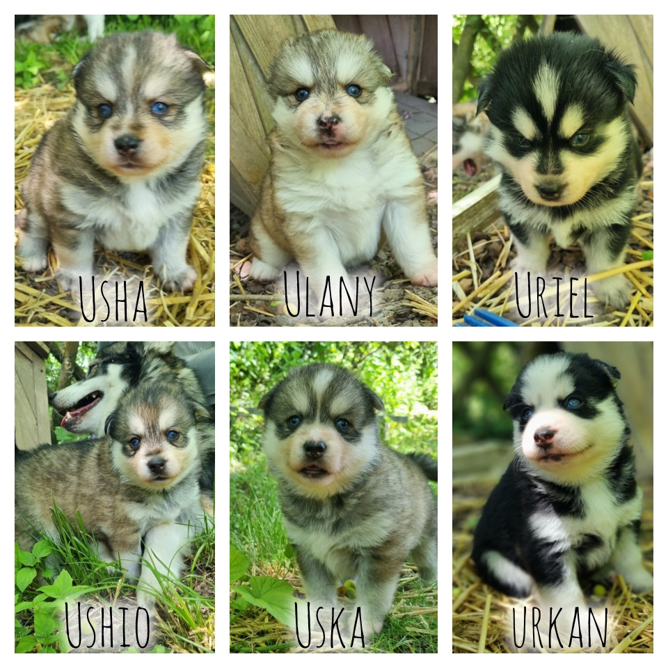 Puppies at pomsky suisse 