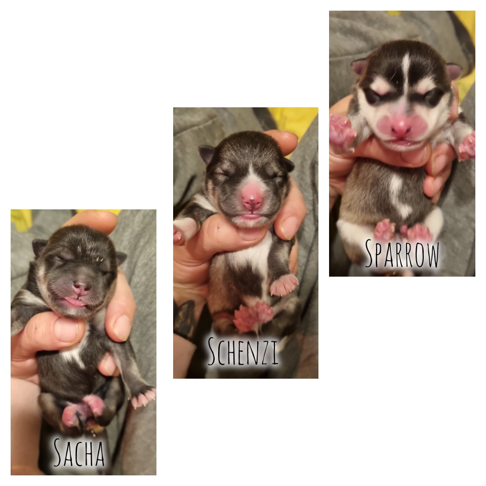 Puppies born on 8.10