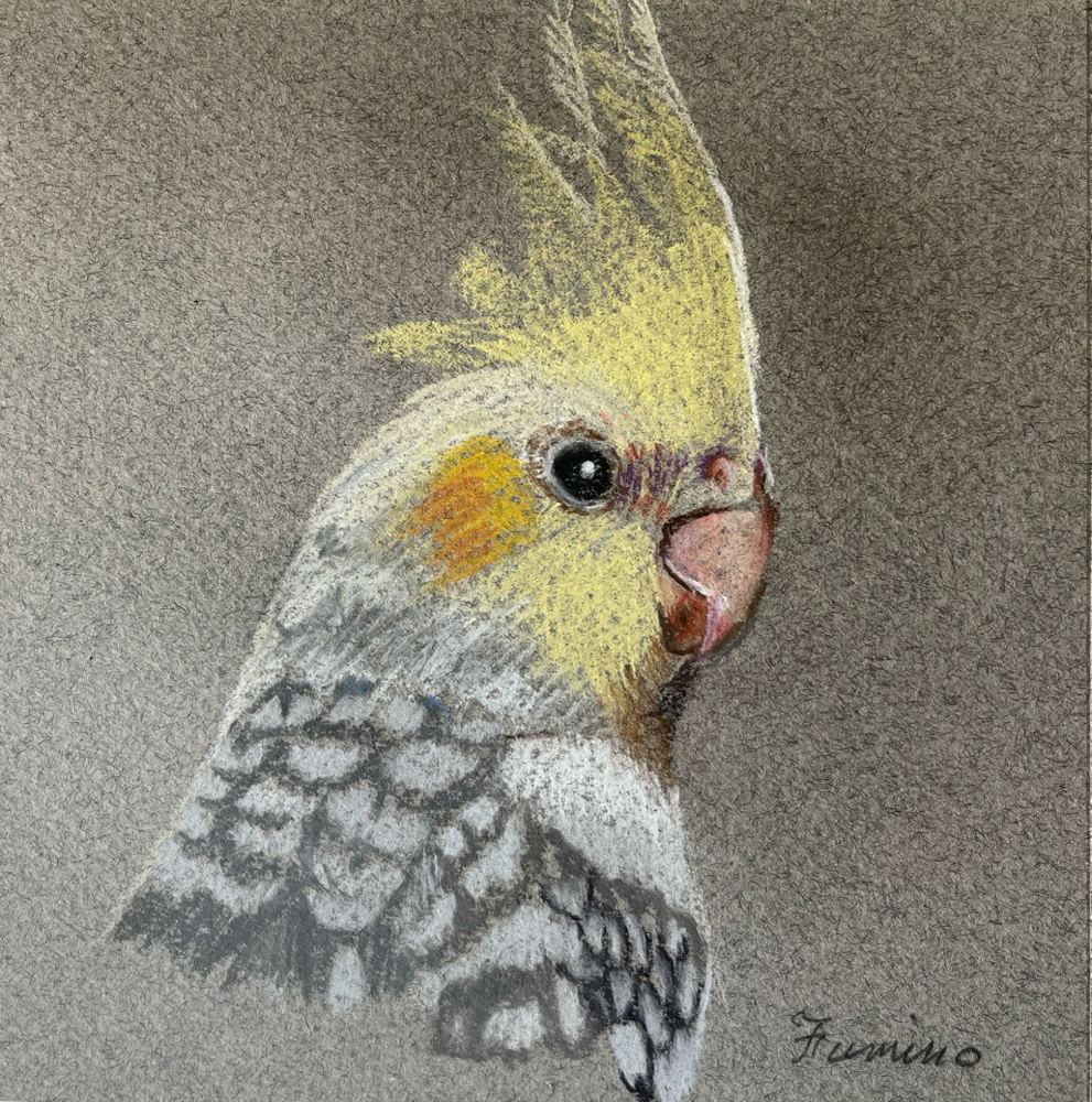 Cockatiel(pencil pastels )