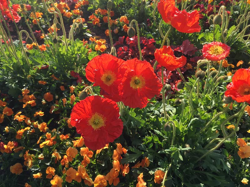 Blumen im Gartenbeet und Pflanzen pflegen