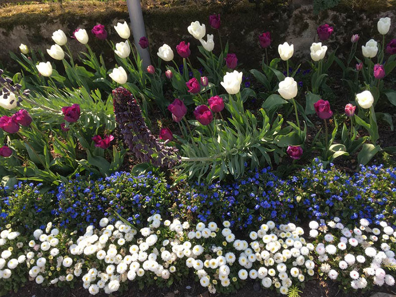 Blumenbeete reinigen und pflegen