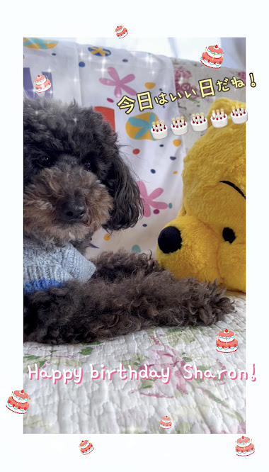 ❤愛犬シャロンのお誕生日❤