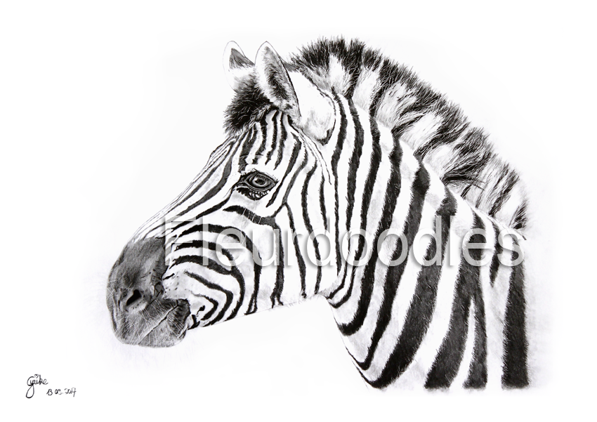 Zebra #8
