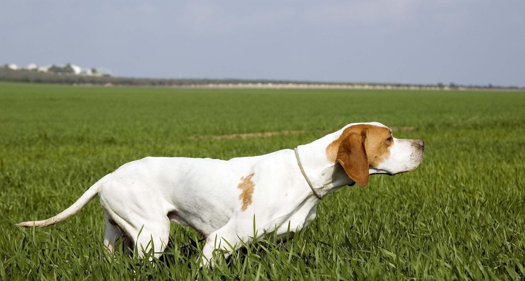 Pointer Etou Setter Site Jimdo De Adccaaube10com