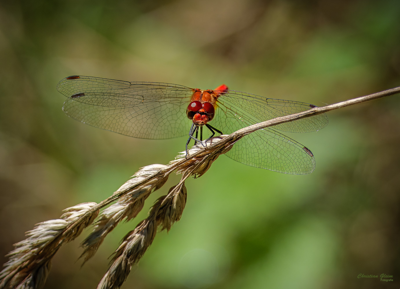 Blutrote Heidelibelle