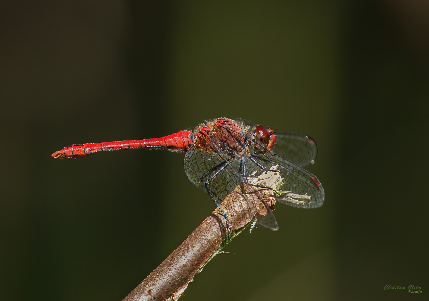 Blutrote Heidelibelle