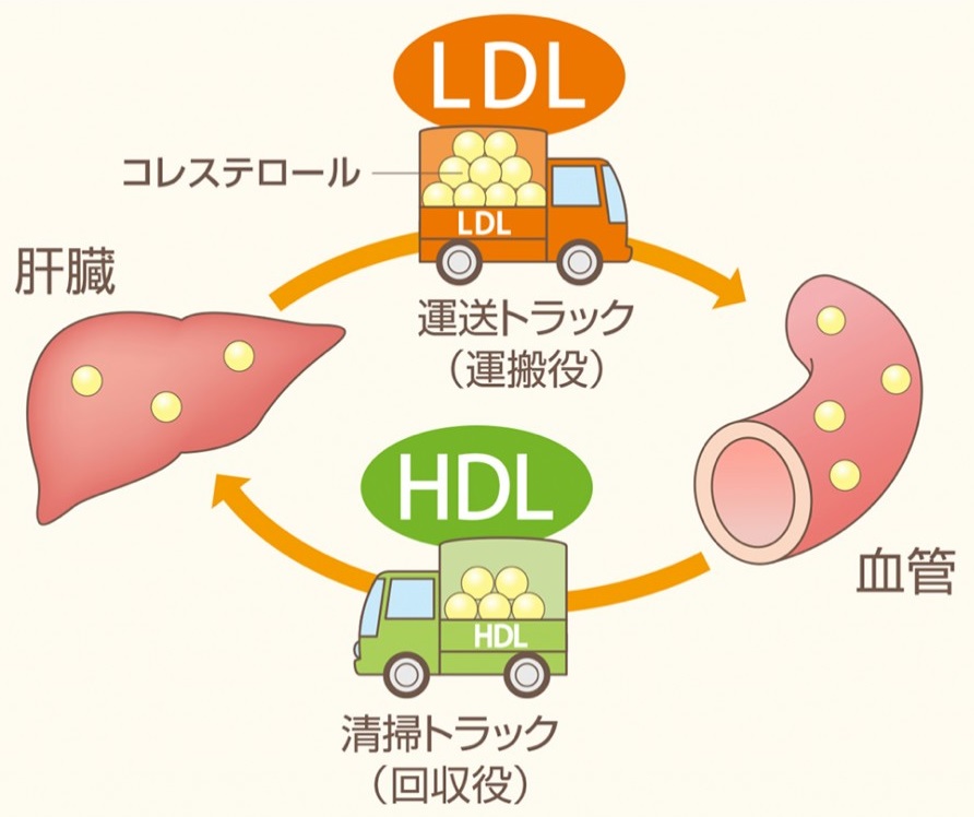 悪玉コレステロールって身体に悪いの？