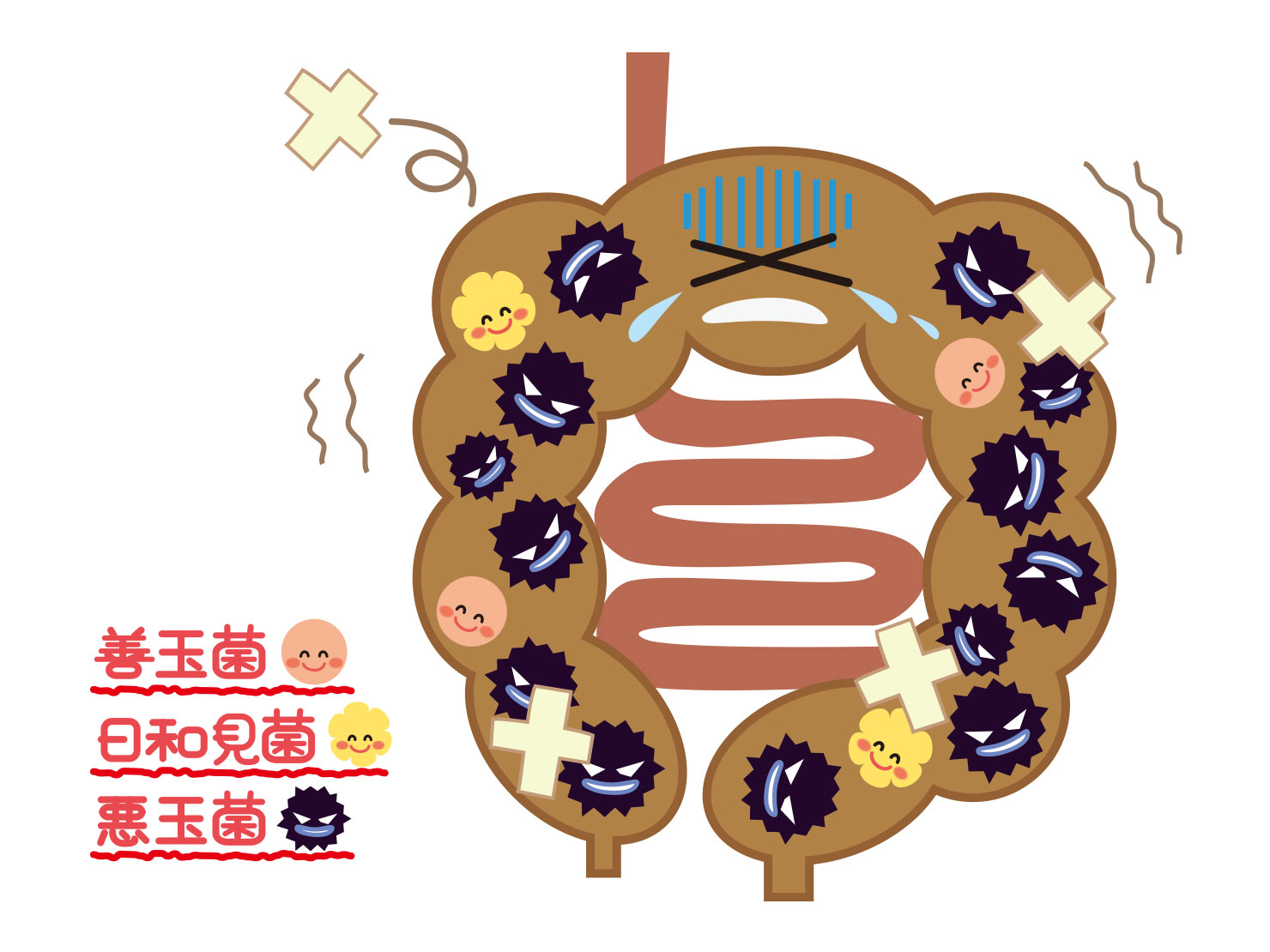 あなたの腸内環境は大丈夫？