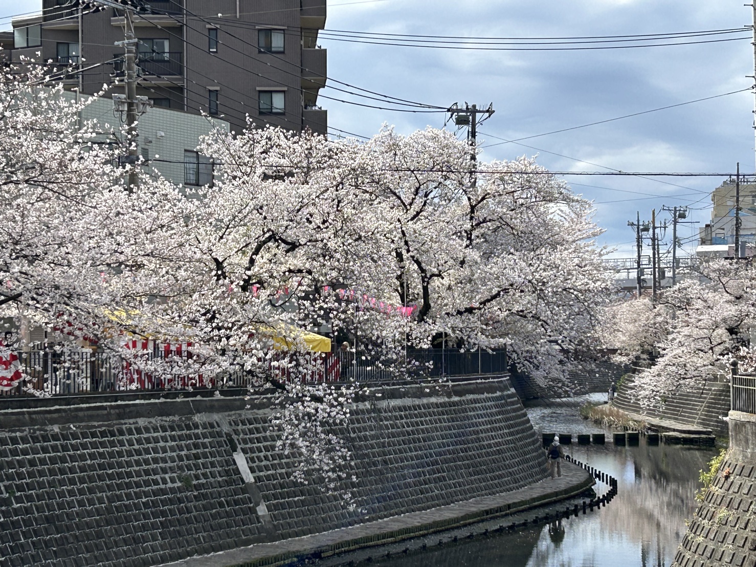 満開の桜！お花見ウォーク＆ジョグ