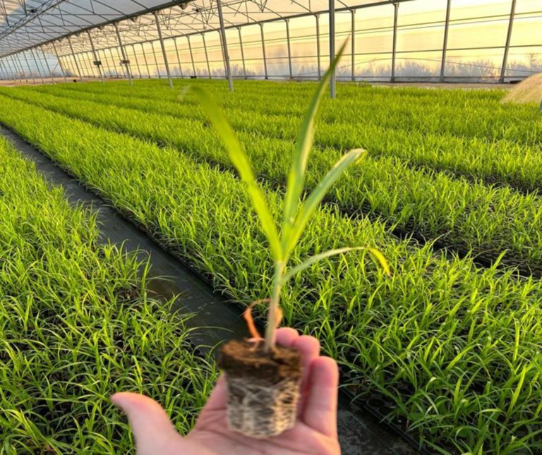 Dutch Plant Force - Mammoetgras: De Groene Evolutie!