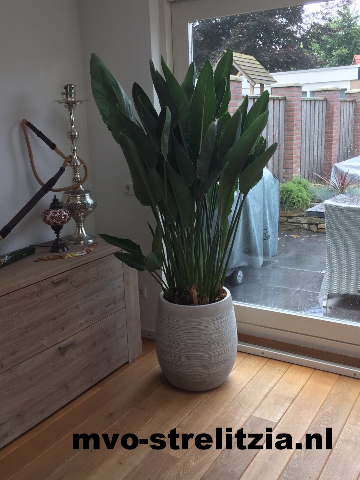 feige als zimmerpflanze Kaufen Sie jetzt Zimmerpflanze Geigen-Feige Ficus lyrata inkl. Ziertopf,  grün