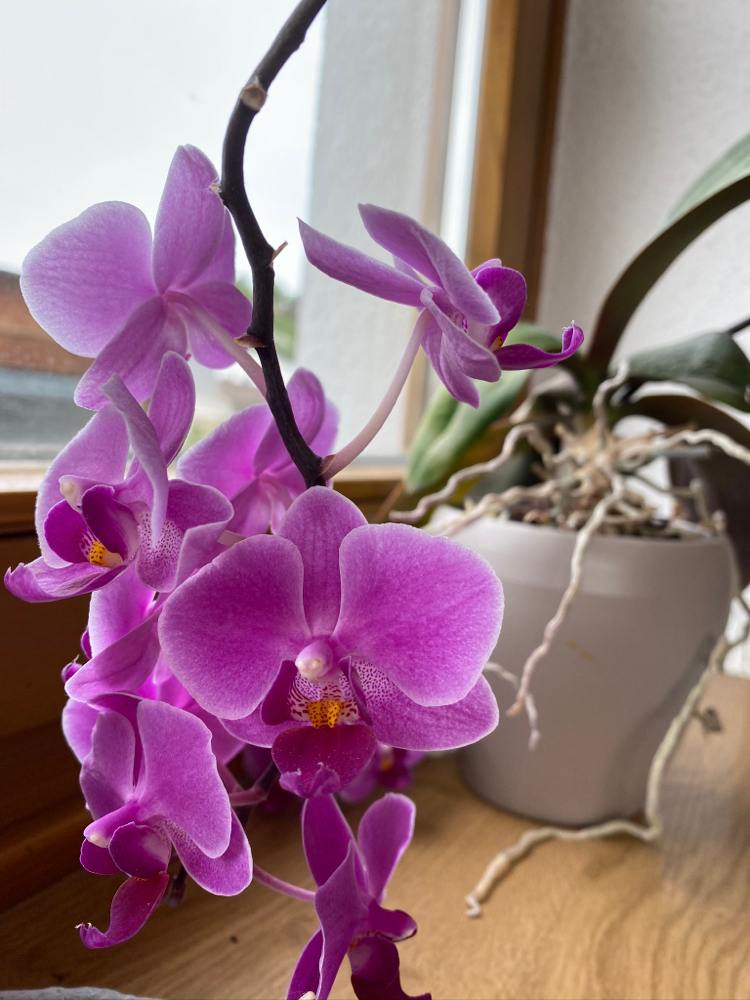 Orchidee