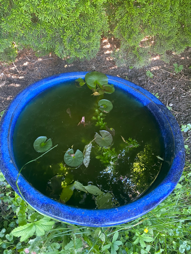 Mini-Seerosen 