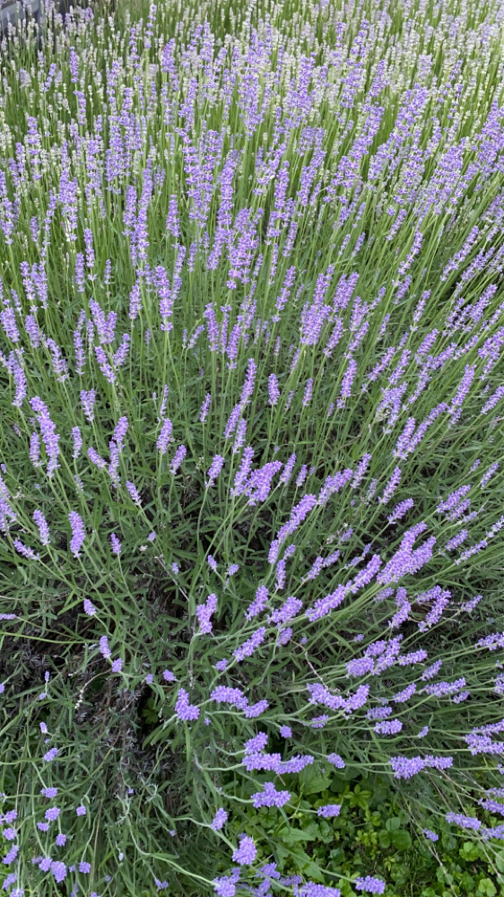 Lavendel 