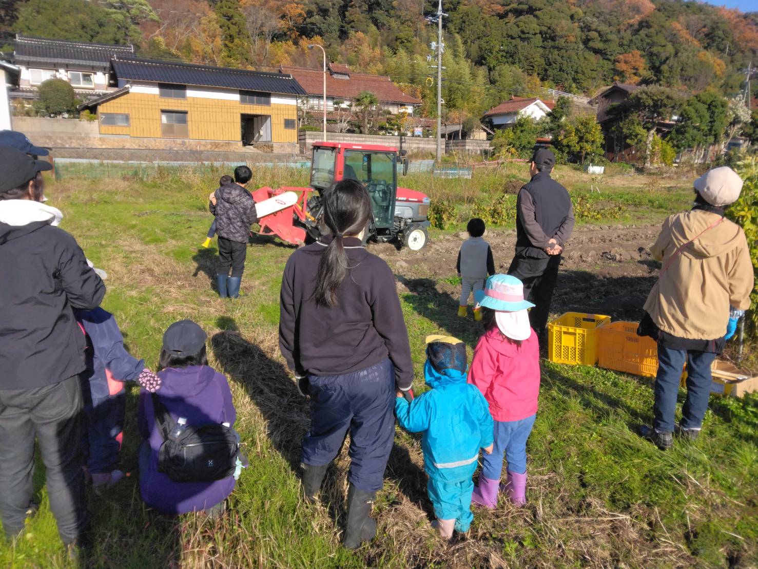 掘り起こされたアピオスを集めます