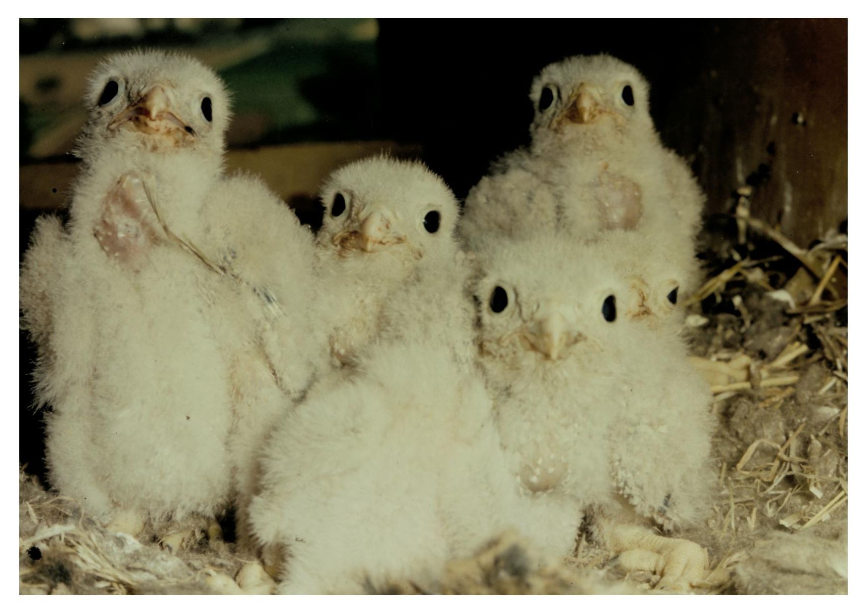 Turmfalken Jungvögel im weißen Flaumgefieder. Foto Alfred Krug 